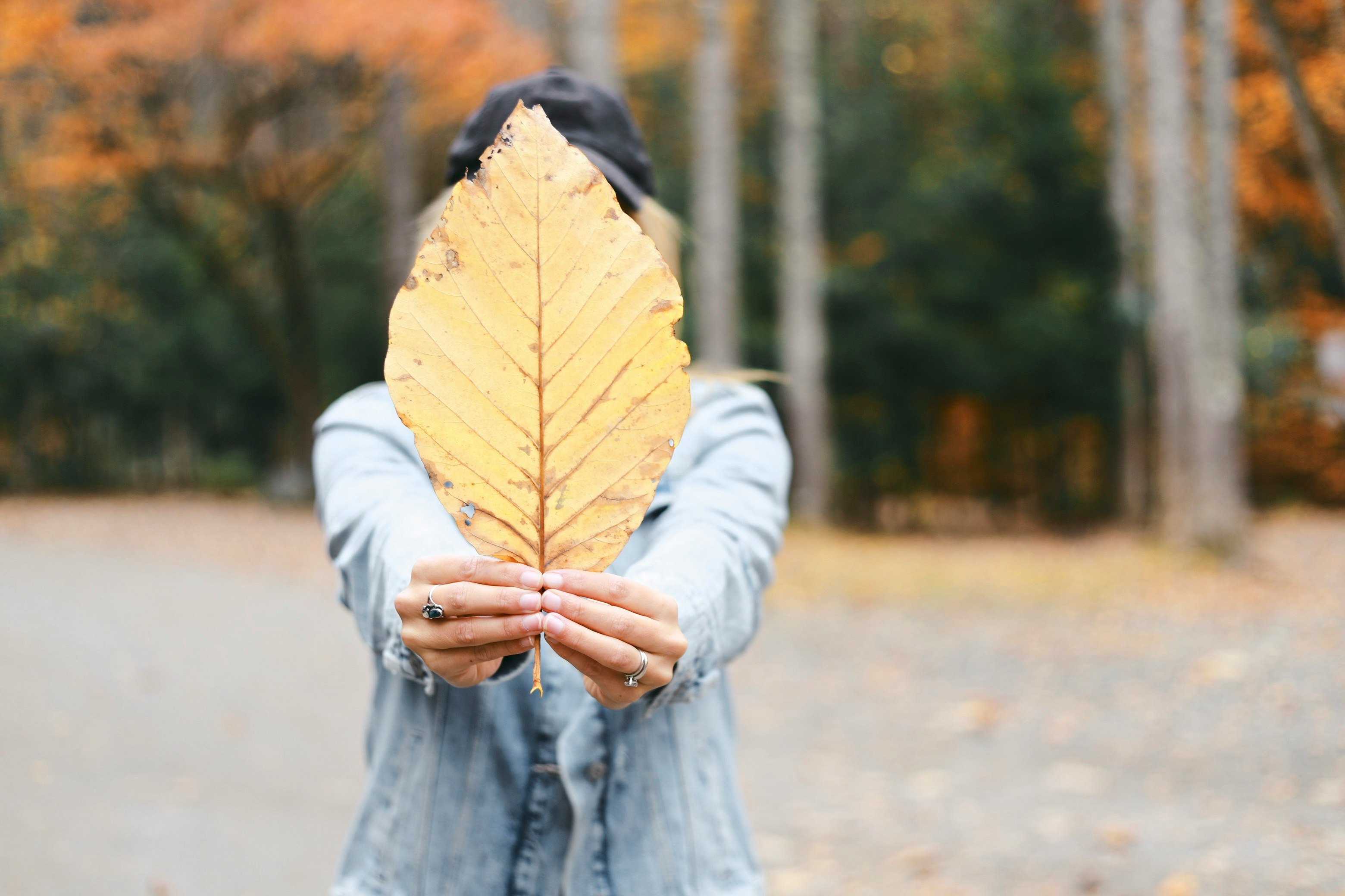 person holding brown leaf during daytime